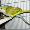 Quaker parrot available