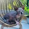 Sphynx Kittens for waitlist