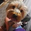 Battle Creek, Michigan. Male Teacup Yorkie stud service