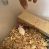 Fancy mice for sale