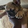 French bull dog puppies