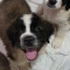 Purebred saint bernard puppies 2 girl's and 5 boy's