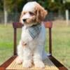 Mini/Medium F1b Goldendoodle Archie