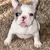 male french bulldog