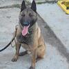 Belgian Malinois