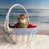 Persian Kittens NJ Tabby