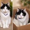 Special Needs Cat - 13yo female needs quiet home