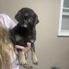 Pug 