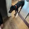 Rehoming a Coonhound