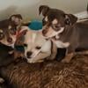 3 Male Chihuahua Puppies--10 weeks---Chocolate!!