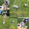 Chocolate parti toy poodle boy 6 months old