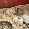 Great Pyrenees pups
