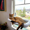 F1 Chausie female high percentage jungle cat