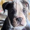 Old English Bulldog available now