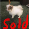 For sale male Pomeranian puppies