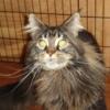 Adult Maine Coon male Michigan