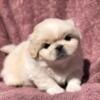 Arnie white male Pekingese puppy