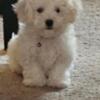 Puppies-Malti-Poo