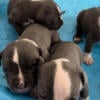 Xl American Bullies blue