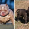 Beautiful Bully female, 8 months old