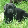 AKC Black English Lab Puppies