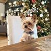 Teacup Yorkie Stud Service