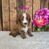 F1B CAVAPOO PUPPIES AVAILABLE TO TAKE HOME BY SEPTEMBER 27TH