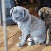 Cane corso puppies