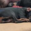 Female B/T Doberman Pinscher Puppy