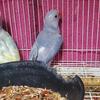 Indian Ringneck parrot 