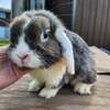 Purebred Blue WE Holland Lop Buck For Sale! Ready NOW!