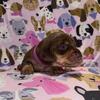 Dachshund puppies