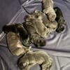 Cane Corso Puppies Available Before Christmas 