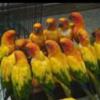 sun conure