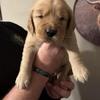 Female Golden Retriever