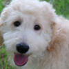 Apricot Blonde Male F1B Goldendoodle Puppy Born May 17! Health-Tested Parents! Mini Size!