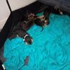 5 Chihuahua French bulldog mix puppies to rehome