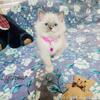 Ragdoll kittens TICA
