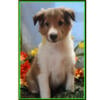 Shetland Sheepdog Puppies