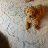 Mini F1b female Goldendoodle puppy from top quality lines