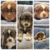 Mini Australian Shepard puppies