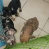 Coco merle puppies for sale akc Reg. French bulldog puppies 8weeks old first vaccination dewormed vet checked