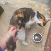 Cat looking for forever home