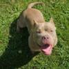 UKC APBT PR bully cash  11 months old  1 female purple tri $2000 cash