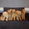 Free to good home -Adorable Goldendoodle Puppies!