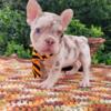 RED Rojo Merle Chocolate tri male frenchie