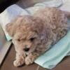 Cavapoo's looking for a forever homes!