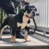 BULLY OLDE ENGLISH BULLDOGGE FEMALE