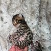 Bengal Kittens