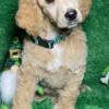 Poodle Puppies, AKC Standards